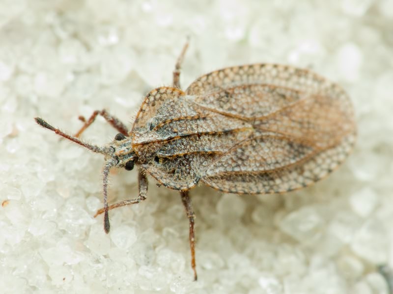 Tingis (Tropidocheila) reticulata Herrich-Schäffer, 1835